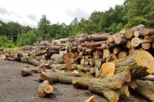 The photo of the tree debris