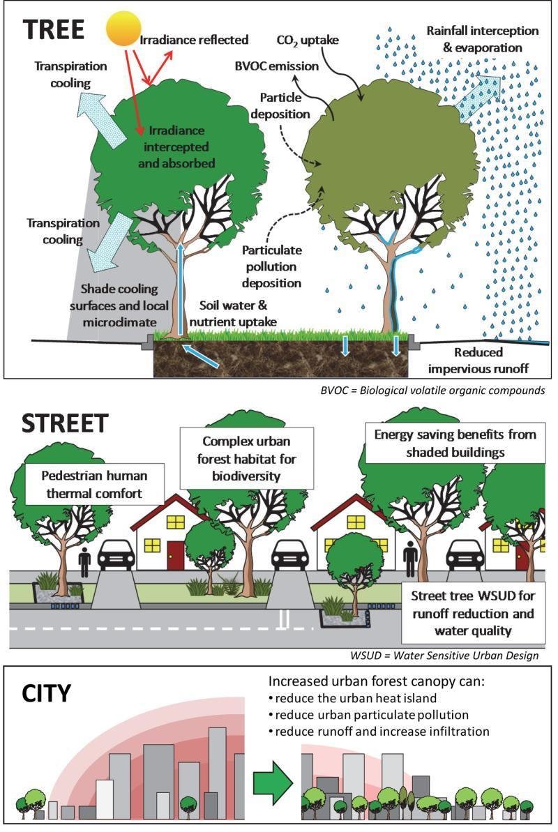 Urban Forest ecosystem