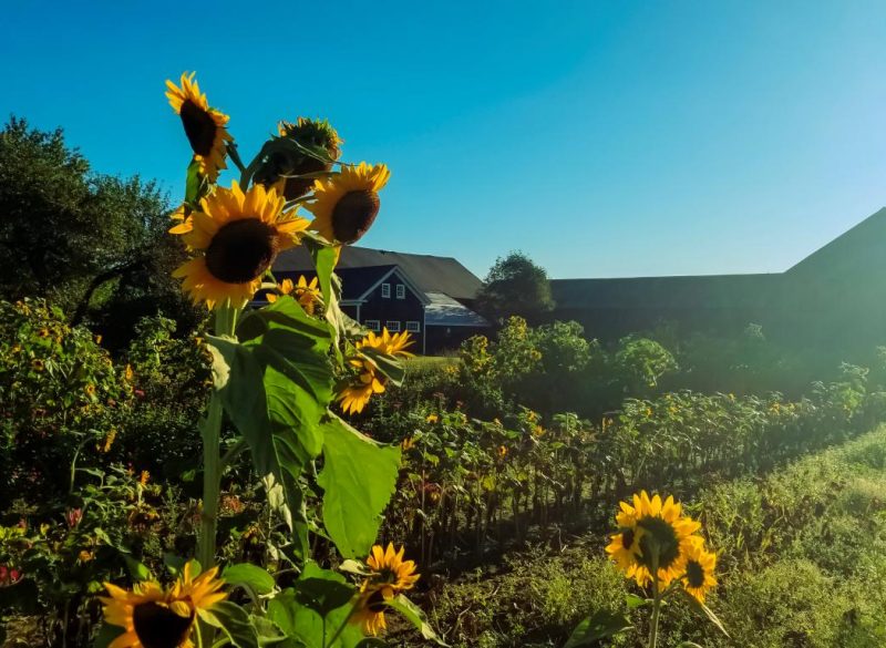 Sunflowers in a field on a sunny day with a building in the background.