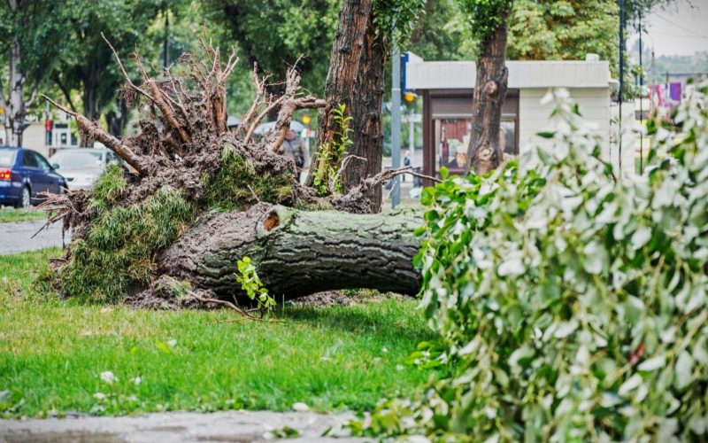 A fallen tree after a large storm.